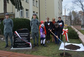 Dąb Niepodległości „Józef Piłsudski” zasadzony przed budynkiem VII LO w Kielcach